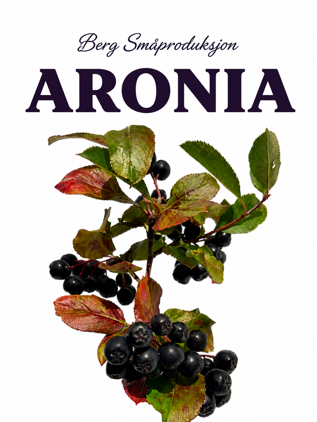 Aroniabær på gren.