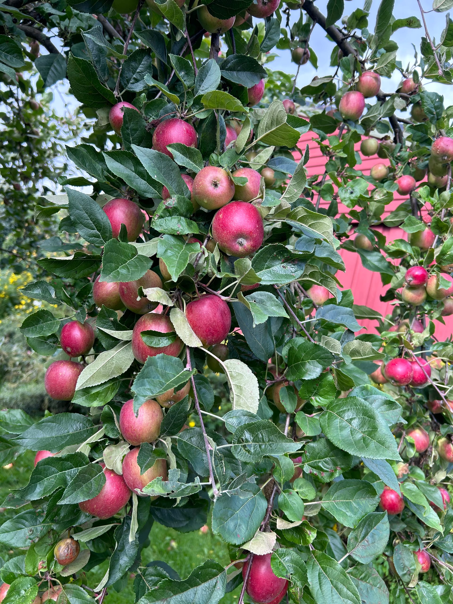 Røde epler på et epletre.